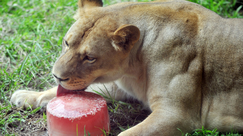 Illustration for article titled Adorable Photos of Zoo Animals Eating Popsicles During Heatwave